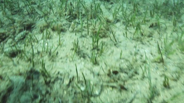 Sea grass from Brijuni National Park