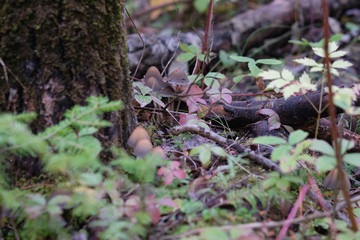 Close-up of a toadstool near a tree trunk surrounded by a colorful foliage, grass and branches.