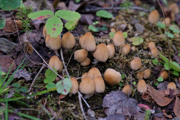 Close-up of a group of a small mushrooms with an yellow hat surrounded by a colorful foliage, grass and branches.