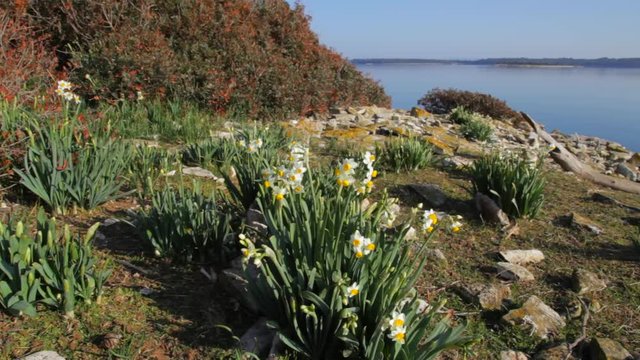 Flowers of Narcissus tazetta (paperwhite, bunch-flowered narcissus, bunch-flowered daffodil from Brijuni National Park, Croatia