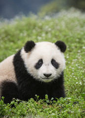 Giant panda, Ailuropoda melanoleuca, approximately 6-8 months old, standing in wildflowers.