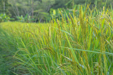 Fototapeta premium Rice field nature food background green leaves at north Thailand / Hand tenderly touching a young rice in the paddy field / Glutinous rice varieties(Oryza sativa L.(RD 6)).