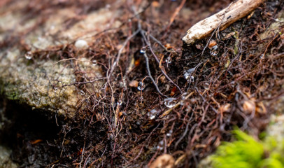 Moss Droplets 