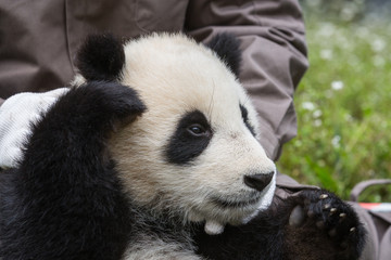 Giant panda, Ailuropoda melanoleuca, approximately 6-8 months old, reclining in the arms of a keeper in a field of wildflowers.