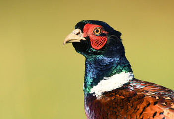 Ringneck Pheasant (Phasianus colchicus) male