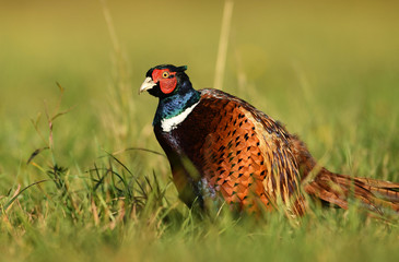 Ringneck Pheasant (Phasianus colchicus) male