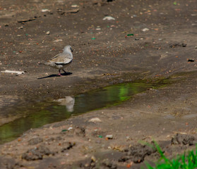 Torcacita Comun, palomita de la Virgen, picuí, columbina picuí, ​ urpilita, urquía, tortolita cuyana, congita, potoca, potoquita