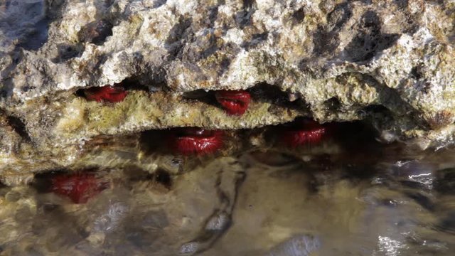 Beadlet anemone from Brijuni National Park