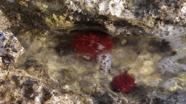Beadlet anemone from Brijuni National Park
