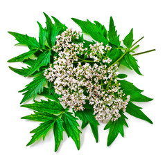 Valerian herb flower sprigs isolated on a white background.