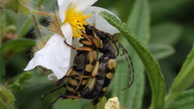 Longhorn beetle feeding on a Montpellier cistus from Brijuni National Park