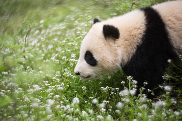 Giant panda, Ailuropoda melanoleuca, approximately 6-8 months old, walking through wildflowers.