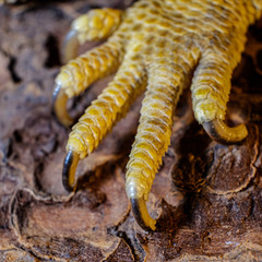 Bearded dragon lizard