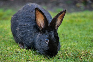 close up of a cute black rabbit eating on green grass field under the shade while staring at you