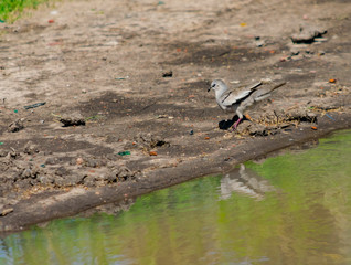 Torcacita Comun, palomita de la Virgen, picuí, columbina picuí, ​ urpilita, urquía, tortolita cuyana, congita, potoca, potoquita