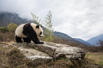 Giant panda, Ailuropoda melanoleuca, walking over rock in the mountains.