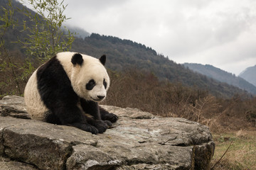 Giant panda, Ailuropoda melanoleuca, sitting on rock in the mountains.