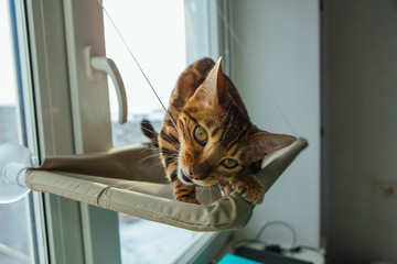 Cute little bengal kitty cat sitting on the cat's window bed and biting the strap.