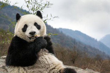 Giant panda, Ailuropoda melanoleuca, sitting upright on rock in the mountains, eating bamboo.