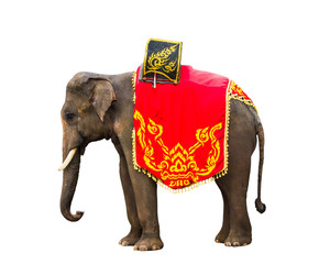 Elephant has beautiful and large isolated on white background. colorful painted elephant  ,beside...