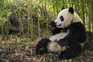 Obraz premium Giant panda, Ailuropoda melanoleuca, sitting upright, eating in a bamboo grove, leaning against a rock.