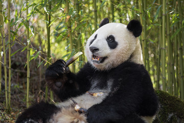 Giant panda, Ailuropoda melanoleuca, sitting upright in a bamboo grove eating.
