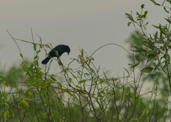 tordo renegrido, chamón común, chamón parásito, morajú, mirlo, tordo común, reina Josmary, Chupin, azulãovaquer, mulata, vaquerita, pájaro vaquero, vaquero mirlo