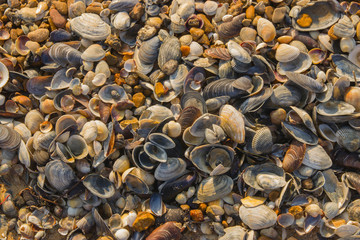 Seashells on the seashore close-up top view
