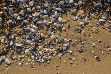Fototapeta na wymiar Seashells on the seashore close-up top view