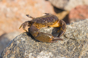 crab sits on stones in the sun