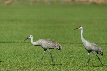 Fototapeta premium Sandhill Cranes in Florida Farm Field