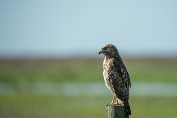 Juvenile Red Shouldered Hawk Sitting on a Fence Post