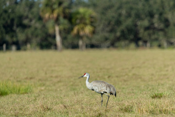 Sandhill Cranes in Florida Farm Field