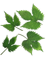 Pressed and dried carved leaves of hops isolated on white background. For use in scrapbooking, floristry or herbarium.