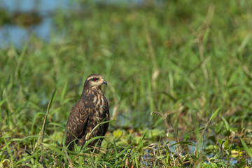 Snail Kite feeding on Apple snail in Florida Marsh