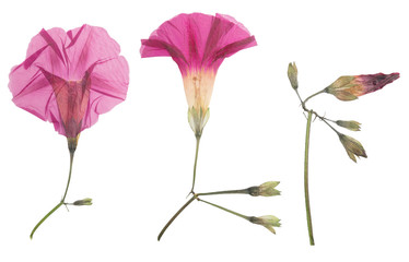 Pressed and dried flower morning-glory or ipomoea, isolated on white background. For use in...