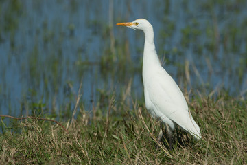 Cattle Egret in Florida Marsh