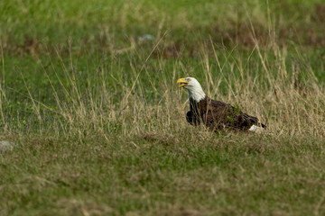 Bald Eagle Collecting nesting Material in Florida