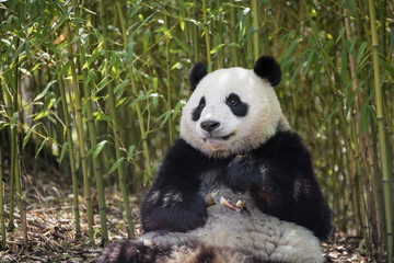 Giant panda, Ailuropoda melanoleuca, sitting in a bamboo grove eating.