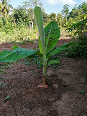 small banana tree in estate