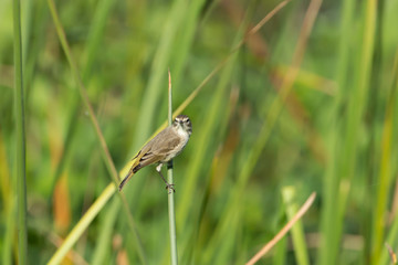 Pine Warbler in Florida Marsh Area