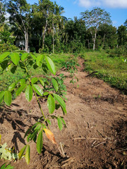 Fototapeta na wymiar Small Rubber Plant,Rubber plantation, economic crop planting