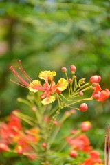 Caesalpinia pulcherrima flower in nature garden