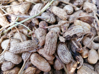 peanut in a shell texture. food background of peanuts