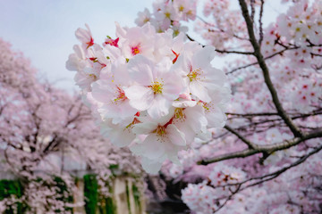 Cherry blossom or Sakura in Tokyo, Japan.