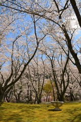 Obraz premium 公園の桜の花です