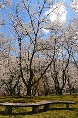 公園の桜の花です