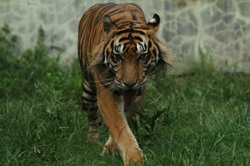 tiger in zoo