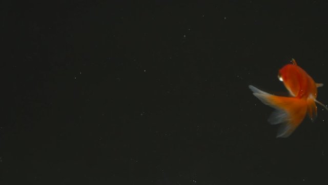 Gold fish swimming in circles and different directions on black background. Funny movement of goldfish in the tank.