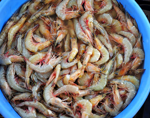 Raw shrimp in a large trough at fish market in Asia, close-up. Lots of freshly caught prawns in the shell, seafood, fishing in India.